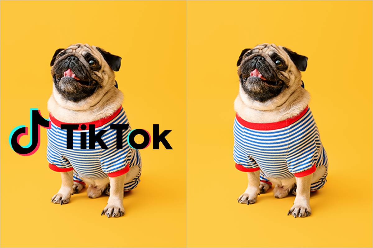 Snaptik aplicativo para baixar vídeo do Tiktok